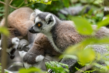 ring-tailed lemur looks