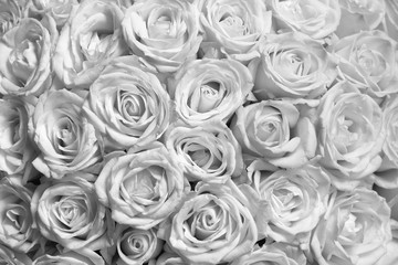 Black and white background with beautiful white roses