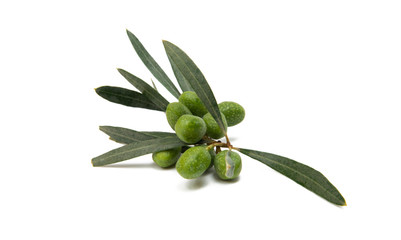 branch with olives isolated