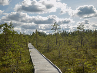 bog view, bog pines, grass, sunny day, many clouds, beautiful glare