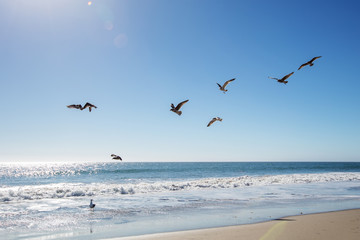 Beautiful view of the ocean with seagulls