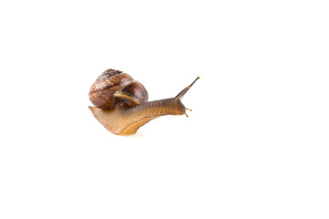 Garden snail ,isolated on white