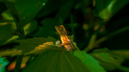 Chameleon on leaf