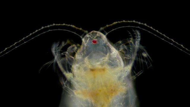zooplankton of the Black Sea under a microscope. Copepoda family of crustaceans from the order Calanoida, genus Calanus the most important component of zooplankton of the seas and ponds, are of great