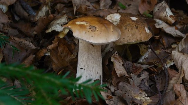 Close-up of boletus edulis mushrooms in a forest of fir and beech trees. 4K UHD Video. Zoom camera movement and selective focusing.