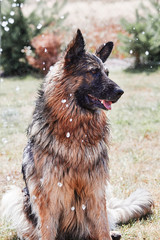 Thirsty dog enjoying sprayed water. Dog chilling himself playing with water while hot summer day in a garden. Real moments, authentic situations