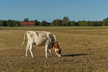 Lone Cow Grazing on a Dry Pasture in Germany