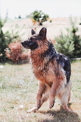 Thirsty dog drinking sprayed water. Dog chilling himself playing with water while hot summer day in a garden. Real moments, authentic situations