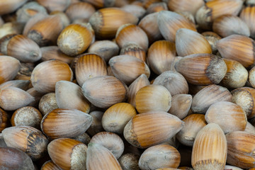 Long-shell hazelnuts from organic farm. A close-up of nuts in shells
