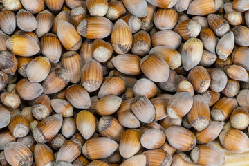 Long-shell hazelnuts from an organic farm