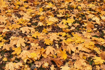 Fallen maple leaves.Yellow maple leaf mat.