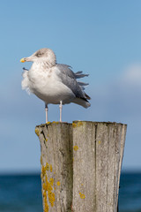 Möve sitzt auf Holzpfahl auf Zingst an der Ost-See