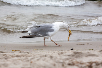Möve frisst gefangenen Krebs an Strand auf Zingst an der Ostsee