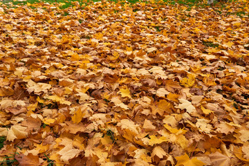 Fallen maple leaves.Yellow maple leaf mat.