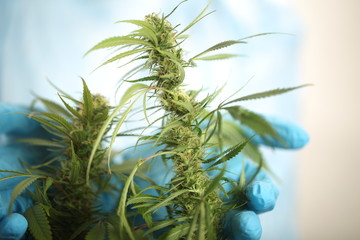study of cannabis in a scientific laboratory growing medical marijuana