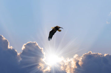 Bald Eagle Soaring In the Sky Over the Sunrays Coming Through The Clouds