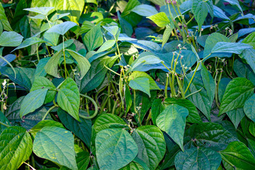 Prinzessbohnen am Busch in Nahaufnahme. Standort: Deutschland, Nordrhein-Westfalen