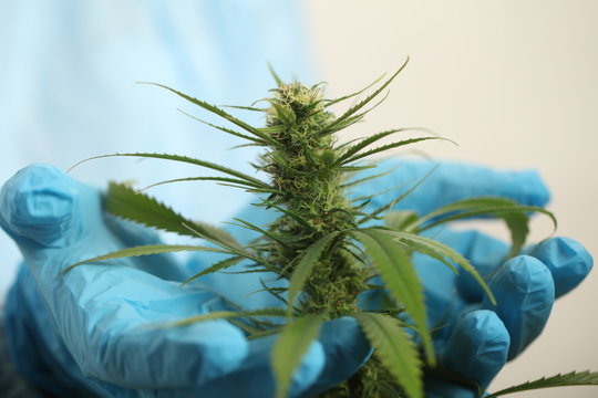 Study Of Cannabis In A Scientific Laboratory Growing Medical Marijuana