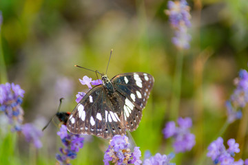 black and white butterfly with a double tail gathering purple flowers