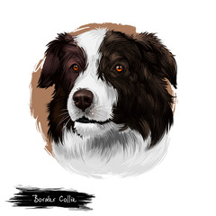 Border Collie, Scottish Sheepdog dog digital art illustration isolated on white background. United Kingdom origin herding dog. Cute pet hand drawn portrait. Graphic clip art design for web, print.