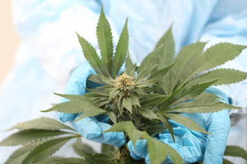 study of cannabis in a scientific laboratory growing medical marijuana