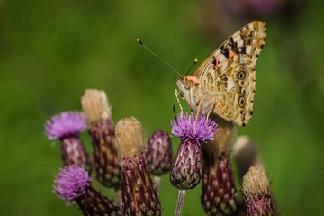 Close-up image of painted lady butterfly sitting on purple thistle in a meadow on a sunny day. Green blurry background.
