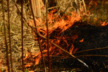 fire burn grass