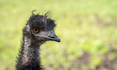 Emu Portrait (Captive)