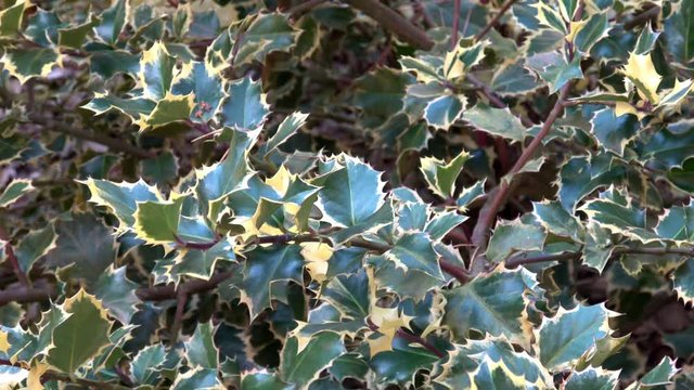 Ilex or holly tree branches in the outdoor garden. Ilex aquifolium ("Rubricaulis Aurea", "Argentea Marginata" or "Silver Queen")