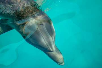 Dolphin head looks very beautiful in clear water