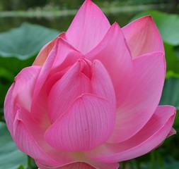Lotus Flower. Background is the lotus leaf and lotus flower. Beautiful pink waterlily flower in pond.