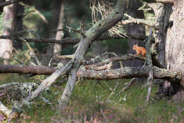 red squirrel, Sciurus vulgaris, alert/perched on a pine branch with wide surrounding background of Scottish pine forest during autumn, September.