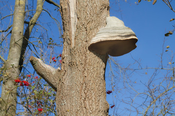 Blauer Himmel im September mit totem Baum und Baumpilz