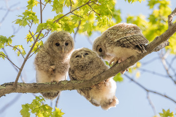 エゾフクロウの子供