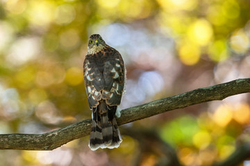 ハイタカの幼鳥