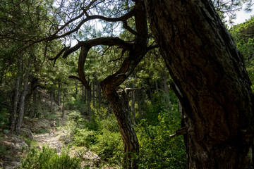 Hiker on the pilgrim way to Saint Guilhem e Désert