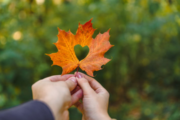 yellow maple leaf in hand with heart in the middle