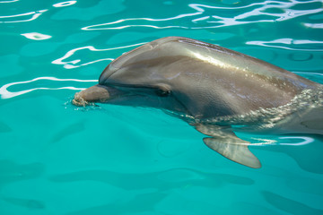 Dolphin is very joyful and happy to swim in clear water