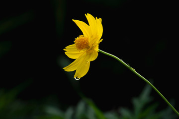 Golden light on a new morning with yellow cosmos flowers.
