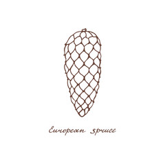 European spruce. Graphic cone of conifer trees. Vintage collection of holiday decor and greeting cards. Vector illustration of winter symbols.