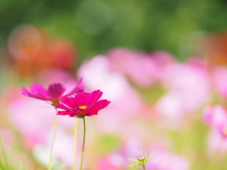 Fototapeta premium 美しいコスモスの花