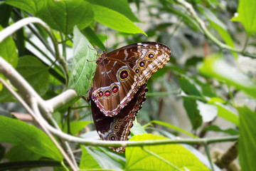 Beautiful butterfly on green leaves. Insect world
