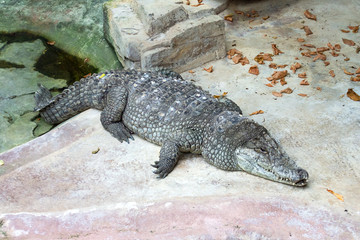 Beautiful crocodile lies on the stones. Wild animals. Reptiles.