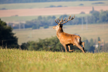 Red deer (cervus elaphus) running on grassland.