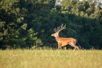 Red deer (cervus elaphus) stands on a meadow near the forest.