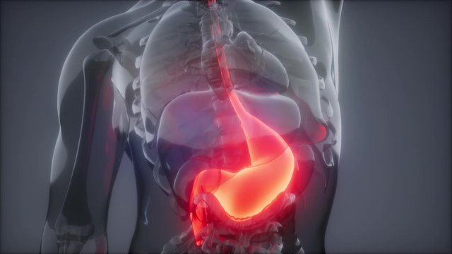 science anatomy scan of human stomach glowing