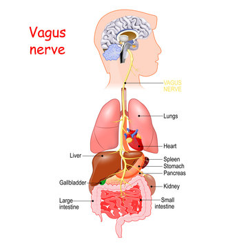 vagus nerve. autonomic nervous system