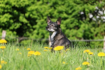 beautiful small mixed dog is sitting in a field of dandelions