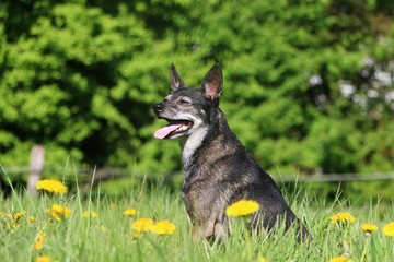 beautiful small mixed dog is sitting in a field of dandelions