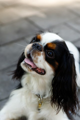 Cavalier King Charles Spaniel. The name of the breed comes from King Charles II Stuart, who loved this breed very much.